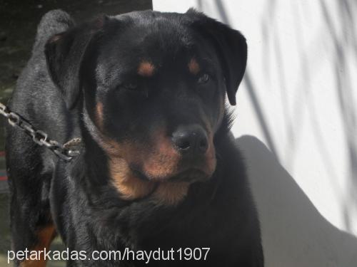 haydut Erkek Rottweiler