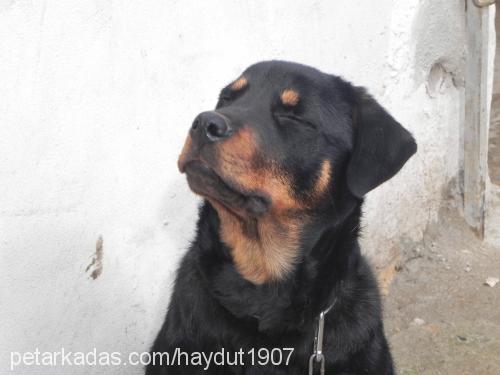 haydut Erkek Rottweiler