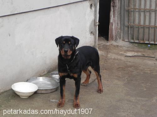 haydut Erkek Rottweiler