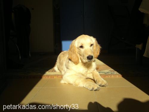 lucky Dişi Golden Retriever