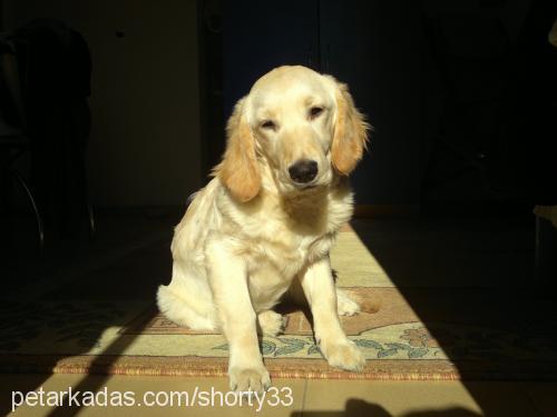 lucky Dişi Golden Retriever