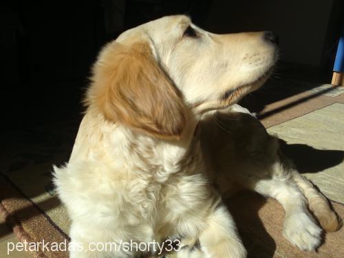 lucky Dişi Golden Retriever