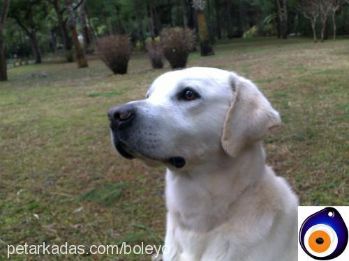 müdür Erkek Labrador Retriever