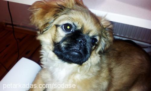 yoda Erkek Pekingese