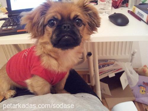 yoda Erkek Pekingese