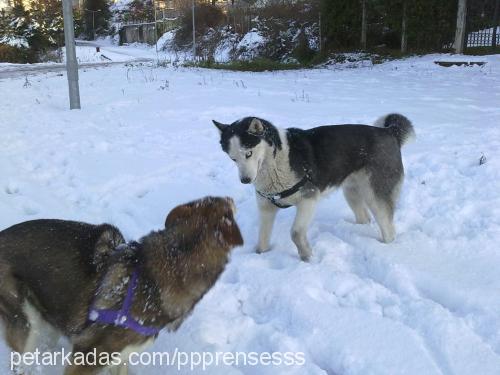 prenses Dişi Sibirya Kurdu (Husky)