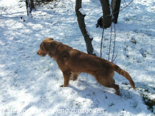 ares Erkek Golden Retriever