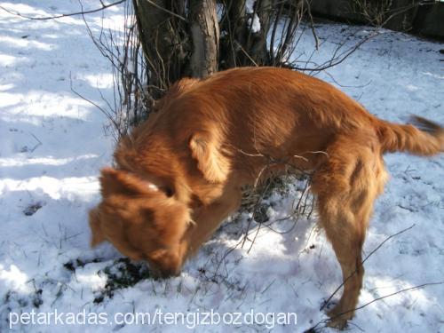 ares Erkek Golden Retriever