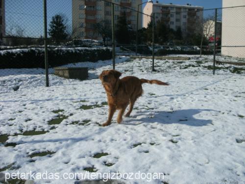 ares Erkek Golden Retriever