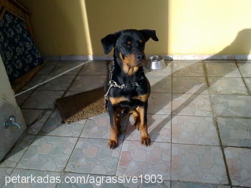 ateş Erkek Rottweiler