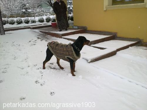 ateş Erkek Rottweiler