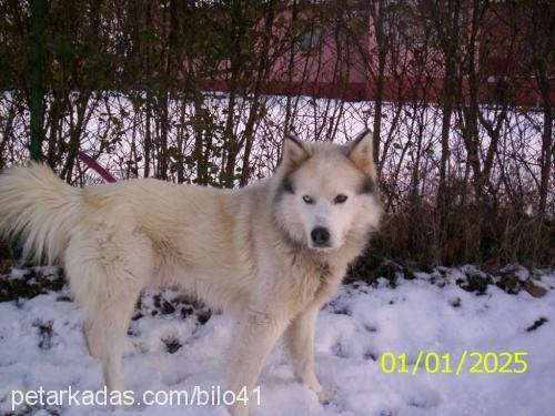 paşa Erkek Samoyed