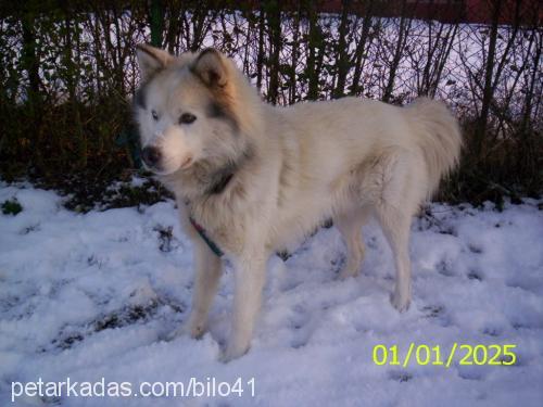 paşa Erkek Samoyed