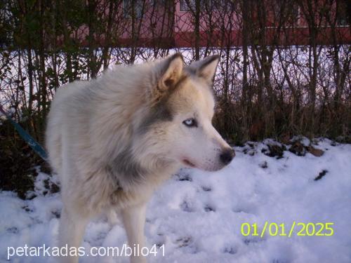 paşa Erkek Samoyed