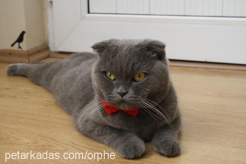 bettyblue Dişi Scottish Fold