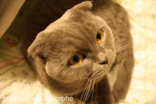 bettyblue Dişi Scottish Fold