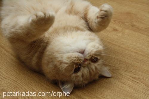 orpheus Erkek Exotic Shorthair