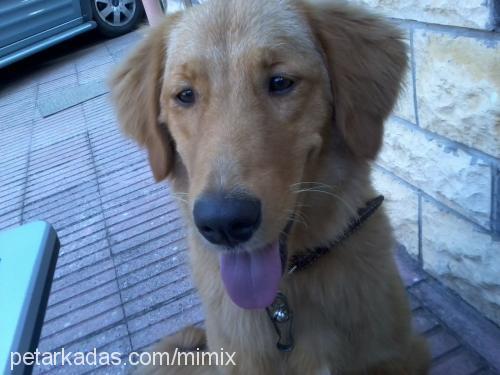 tarçin Dişi Golden Retriever