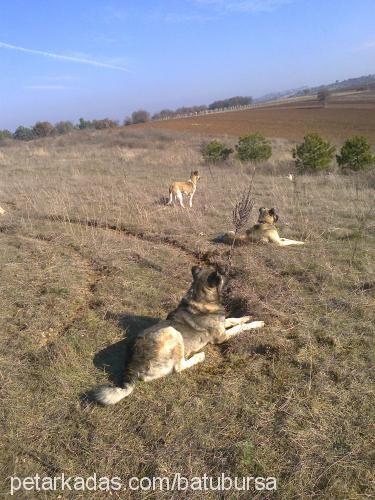 ala Erkek Kars Çoban Köpeği