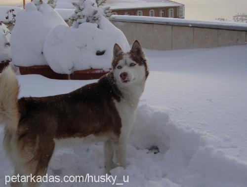 lusi Dişi Sibirya Kurdu (Husky)