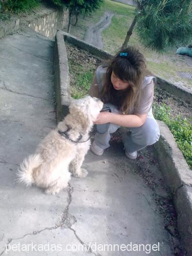 duman Erkek Norfolk Terrier