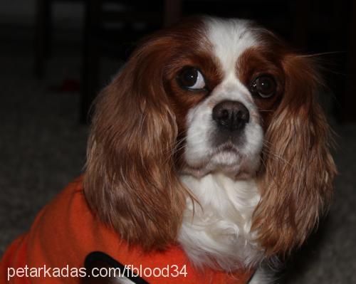 lucy Dişi King Charles Spaniel