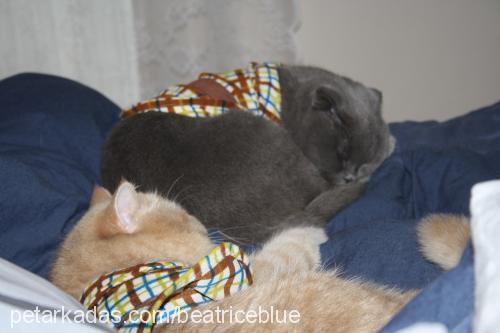 bettyblue Dişi Scottish Fold