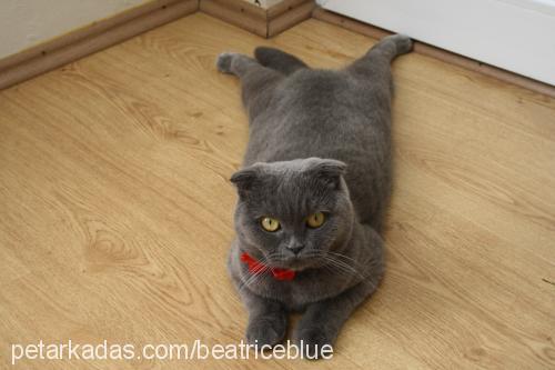 bettyblue Dişi Scottish Fold