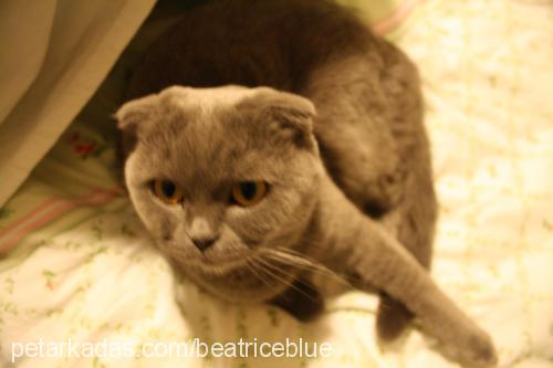 bettyblue Dişi Scottish Fold