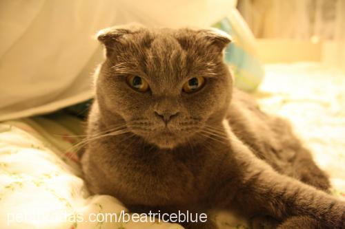 bettyblue Dişi Scottish Fold