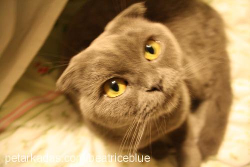 bettyblue Dişi Scottish Fold