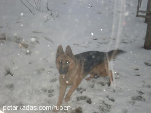 ateş Dişi Alman Çoban Köpeği