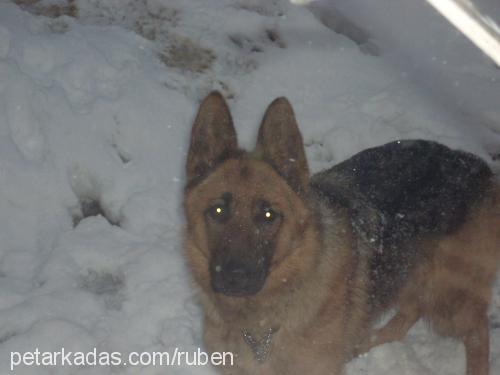 ateş Dişi Alman Çoban Köpeği