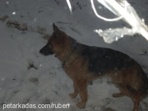 ateş Dişi Alman Çoban Köpeği