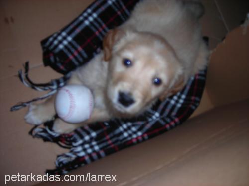 ares Erkek Golden Retriever