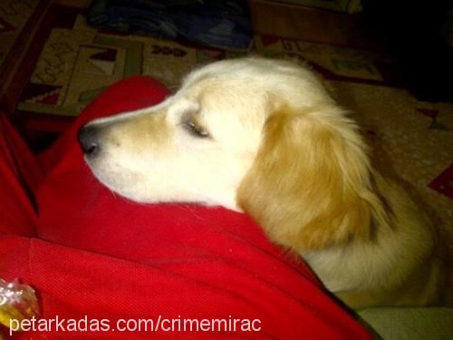 pascal Erkek Golden Retriever