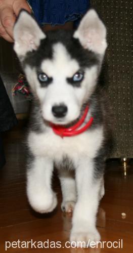 shiva Dişi Sibirya Kurdu (Husky)