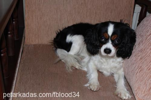 roxy Dişi King Charles Spaniel