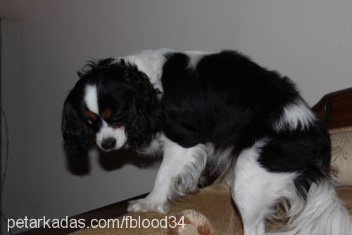 roxy Dişi King Charles Spaniel