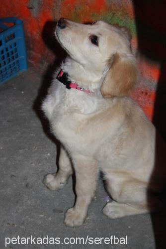 bal Dişi Golden Retriever