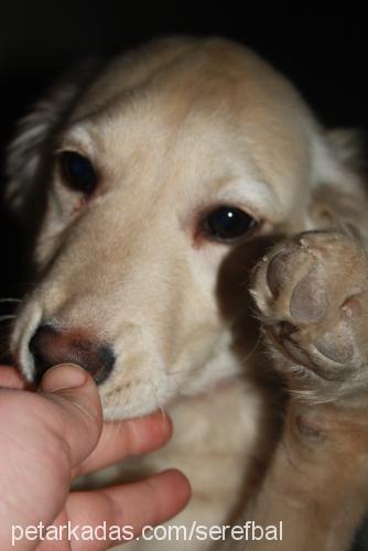 bal Dişi Golden Retriever