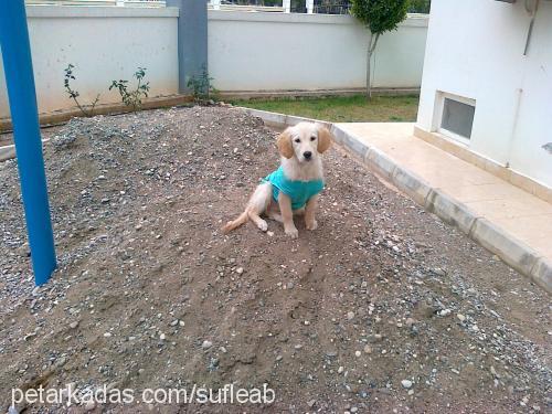 sufle Dişi Golden Retriever