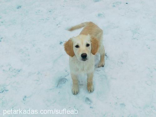 sufle Dişi Golden Retriever