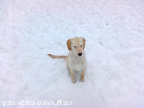 sufle Dişi Golden Retriever