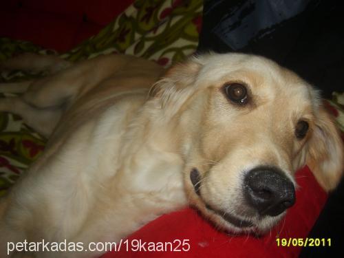 daisy Dişi Golden Retriever