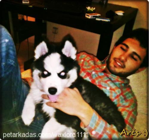 ares.d Erkek Sibirya Kurdu (Husky)