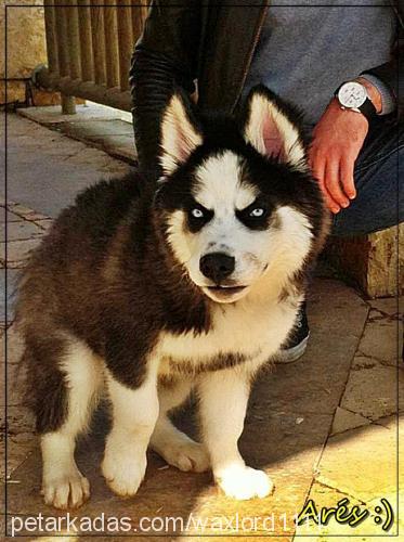 ares.d Erkek Sibirya Kurdu (Husky)