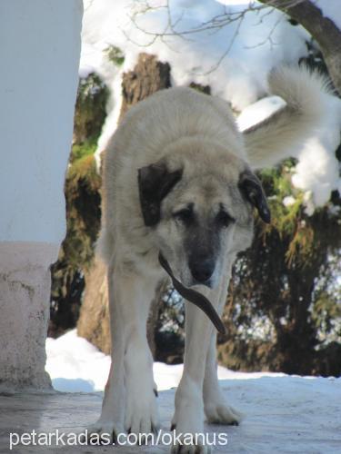 mex Erkek Kangal