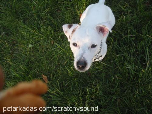 turbo Erkek Jack Russell Terrier