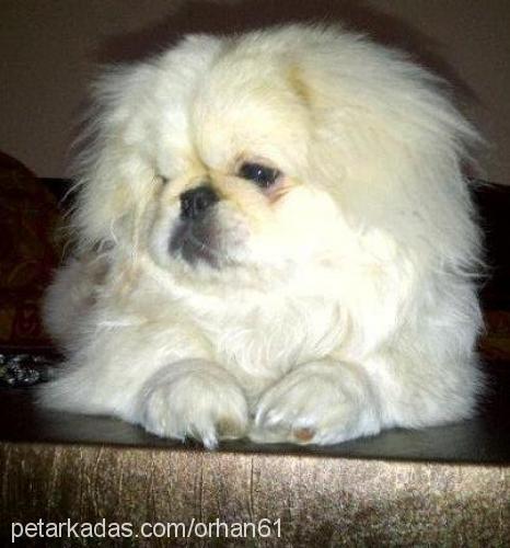 efe Erkek Pekingese